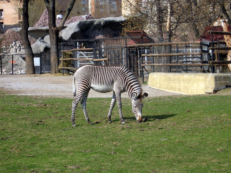 Костромской Зоопарк
